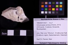 Foto (Objekt + Etiketten) von Ambulocapsa sentosa (Robins, 2013) (NHMW-GEO-1990-0041-0501)